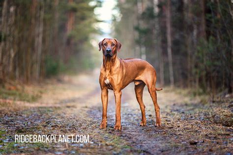 Are Rhodesian Ridgebacks a good choice for a family? - The Pets and Love