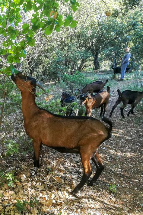 Best Things to Do in Var | Unique Tours & Activities - France | Airbnb