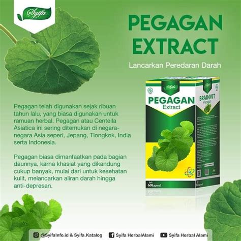 Jual Kapsul Ekstrak Pegagan 60Kpsl | Nutrisi Otak & Sirkulasi Bersih Darah - Extract Daun ...