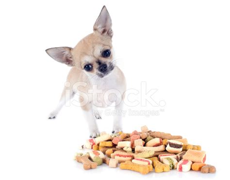 Chihuahua And Dry Food Stock Photo | Royalty-Free | FreeImages