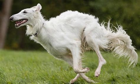 Borzoi was utilized to search running game, like wolves, foxes, and ...