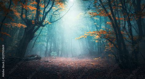 Beautiful mystical forest in blue fog in autumn. Colorful landscape ...