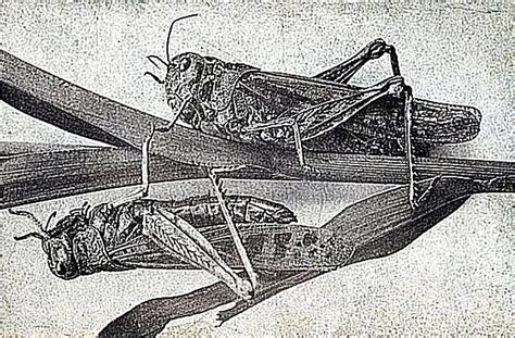 10 Recently Extinct Insects and Invertebrates