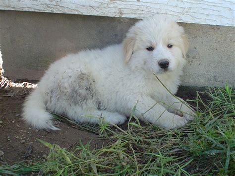 Golden Pyrenees (Golden Retriever/Great Pyrenees Mix) Temperament, Pictures