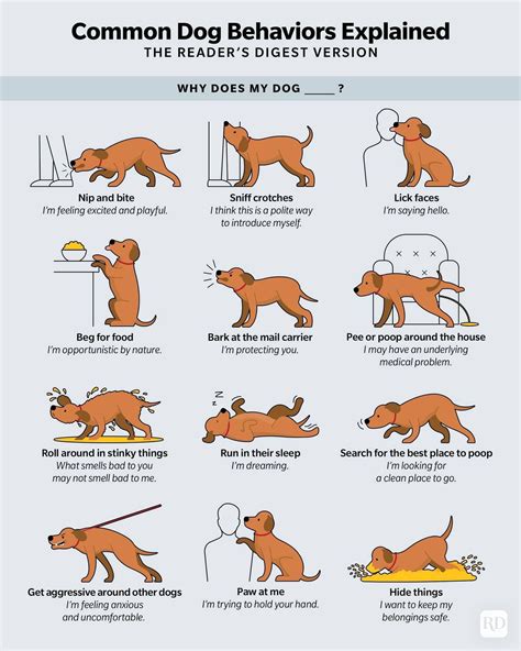 Common dog behaviors explained : r/HowDogsWork