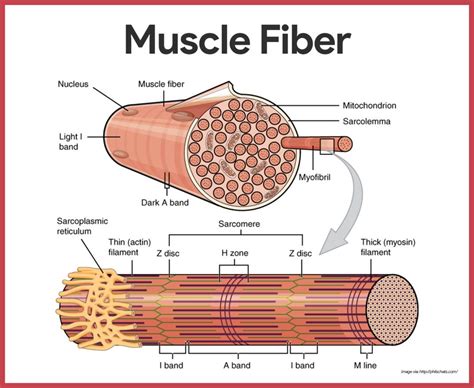 Muscular System Anatomy and Physiology | Muscular system anatomy, Muscular system, Anatomy and ...