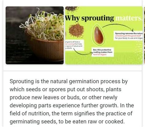 what is sprouting? name any two types of seeds which are used for ...