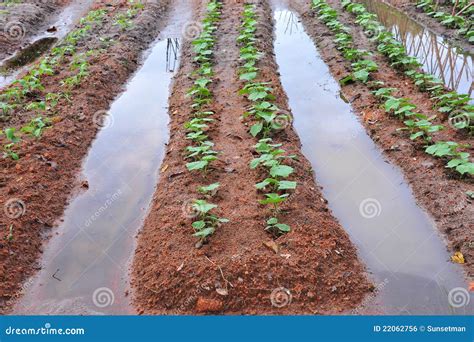 Irrigation at a Vegetable Farm Stock Photo - Image of outdoor, lush: 22062756