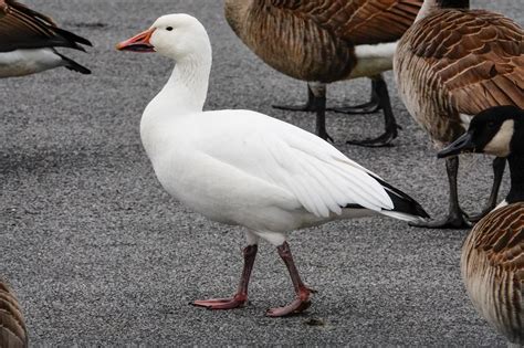 Gale's Photo and Birding Blog: Snow Goose