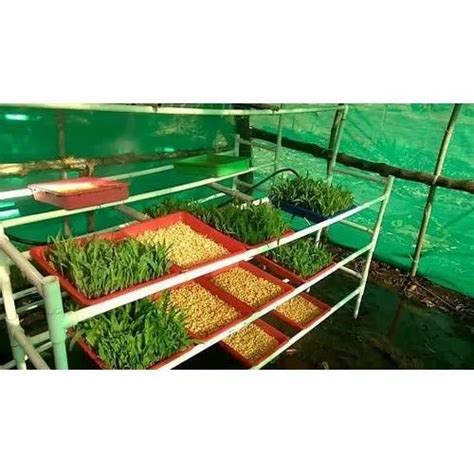 Green Fodder Growing Hydroponic Unit at best price in Pune