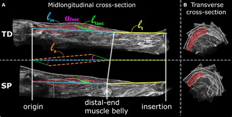 Frontiers | Gastrocnemius Medialis Muscle Geometry and Extensibility in Typically Developing ...