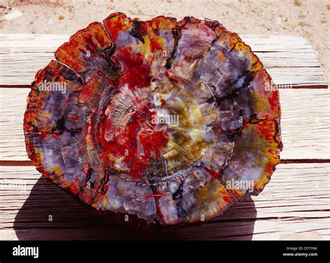 Polished petrified wood slab Chinle Formation Petrified Forest National Park Arizona Stock Photo ...