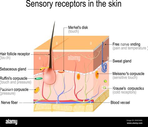 sensory receptors in the skin. Pressure, vibration, temperature, pain and itching are ...