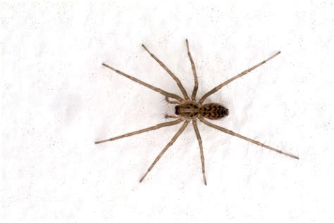 House Spiders | Pest Information & Prevention Tips