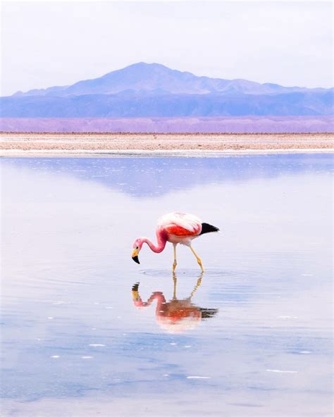 Top Things To Do In The Atacama Desert, Chile – Atacama Desert Flamingos at Laguna Chaxa ...