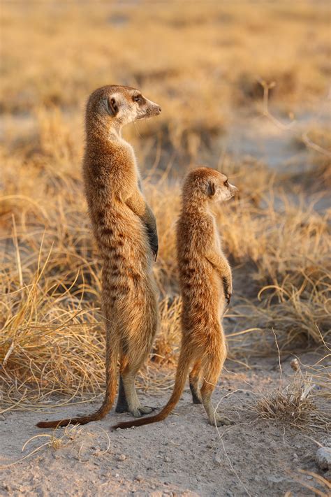 Two Meerkats Scouting • Meerkat Pictures • Wildlife Photography