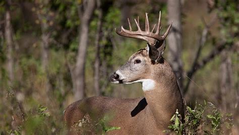 Reports of blue tongue deer disease in Mississippi on rise - Magnolia ...