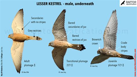 Lesser Kestrel – Raptor Identification – The complete raptors guide