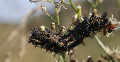 Buckeye Butterfly Caterpillar - Learn About Nature