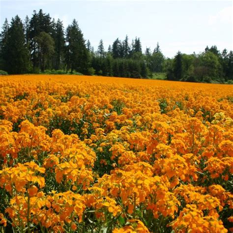 Silver Falls Seed Company - Wallflower - Siberian