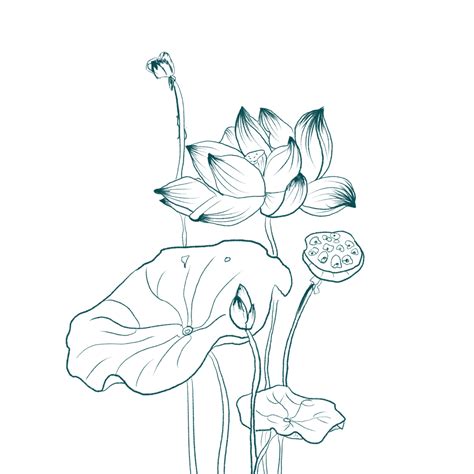 Line Drawing Lotus Pond Lotus, Lotus Drawing, Pond Drawing, Lotus ...