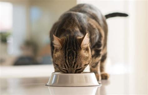 5 pate recipes for cats | FavCats.com