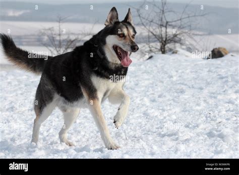 German shepherd husky mix Stock Photo - Alamy