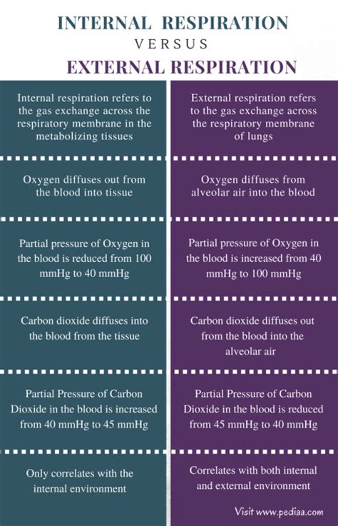 Difference Between Internal and External Respiration | Definition ...