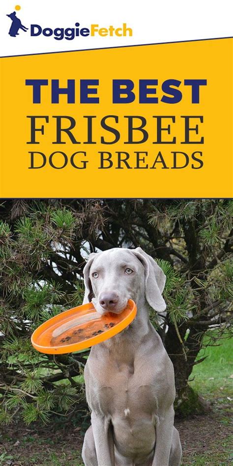 5 Best Frisbee Dog Breeds of 2018 - doggiefetch | Dogs, Dog breeds ...