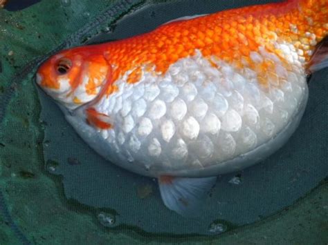 Dropsy Fish Disease - Symptoms, Prevention and Cure - The Aquarium Guide