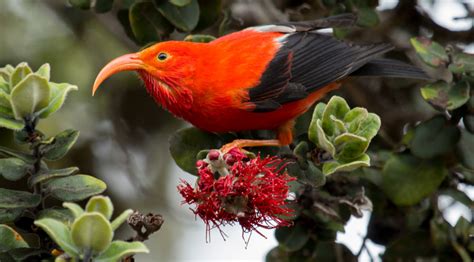 Native Hawaiian Forest Birds - Haleakalā National Park (U.S. National ...