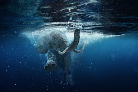 Swimming African Elephant Underwater. Big elephant in ocean with » Digs.net