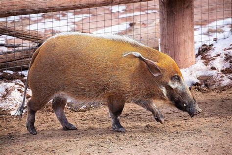 19 Red River Hog Facts - Facts.net