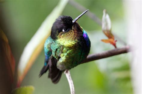 Andrew's Blog: Birds & Music: COSTA RICA VI: Hummingbirds