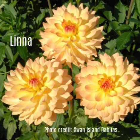 Linna - In The Trough