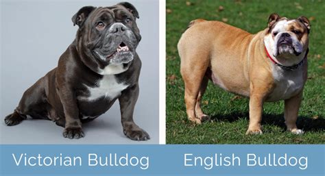 Victorian Bulldog vs. English Bulldog: What’s the Difference? | Hepper