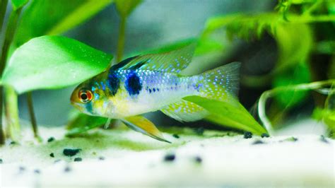 German Blue Ram Care Guide & Species Profile - FishLab