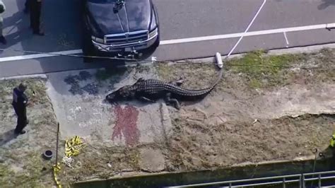 Florida alligator spotted with 'body in his mouth' | IMDB1