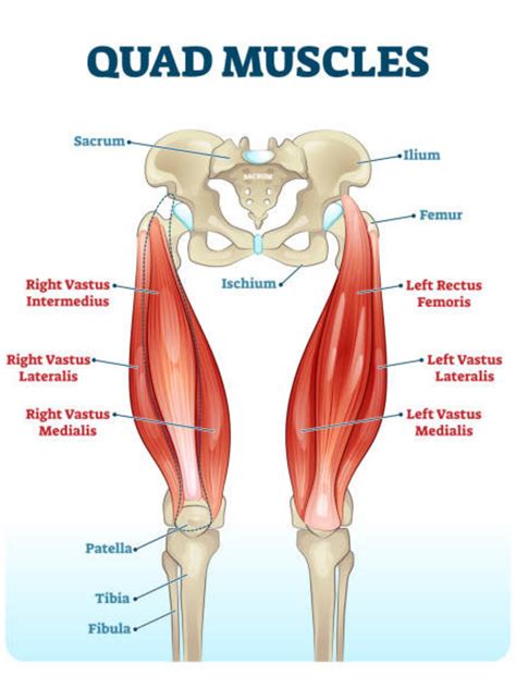 Quad Muscles Chart and Study Guide - Etsy