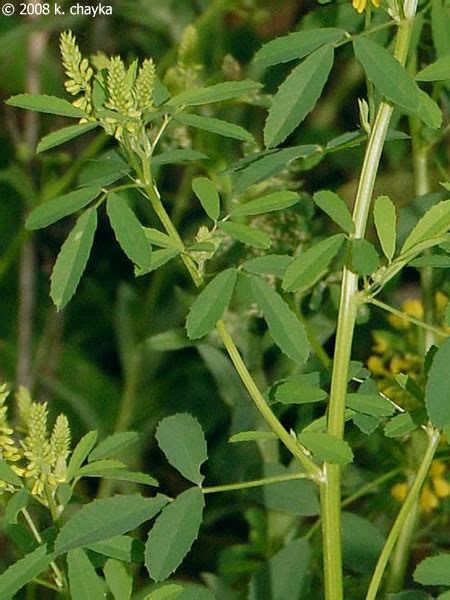 Melilotus officinalis (Yellow Sweet Clover): Minnesota Wildflowers