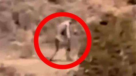 Mythical El Chupacabra Was Caught On Camera - YouTube