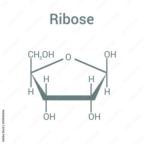 chemical structure of Ribose (C5H10O5) Stock Vector | Adobe Stock