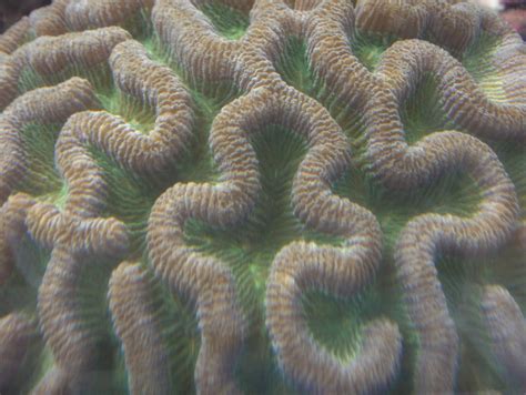 Brain coral | Coral that looks like your brains photographed… | Flickr