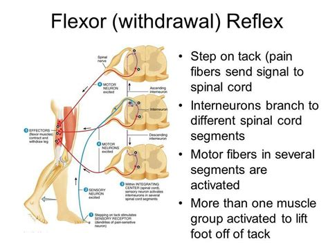 Understanding the Flexor Withdrawal Reflex