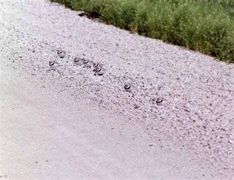 Free picture: migrating, piping plovers, birds, ground