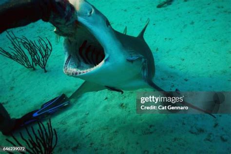 51 Lemon Shark Teeth Stock Photos, High-Res Pictures, and Images ...