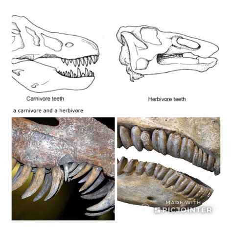 22+ Carnivore Dinosaur Teeth - DeniseMastura