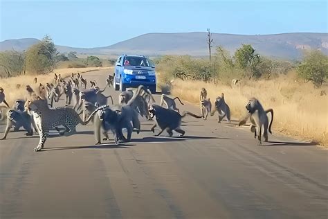 Nature Fight Video Showing 50 Baboons Jumping One Leopard Goes Viral