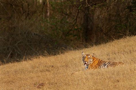 The Guide: Bhadra Wildlife Sanctuary | RoundGlass | Sustain