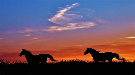 Wild Horses Running In A Kansas Sunset Photograph by Greg Rud